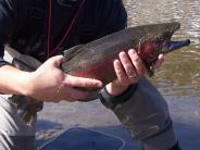 Fishing the East Walker River