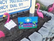 Flamingo Flocking Crew