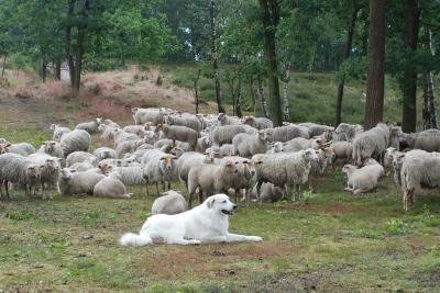 Great Pyrenees protecting sheep 