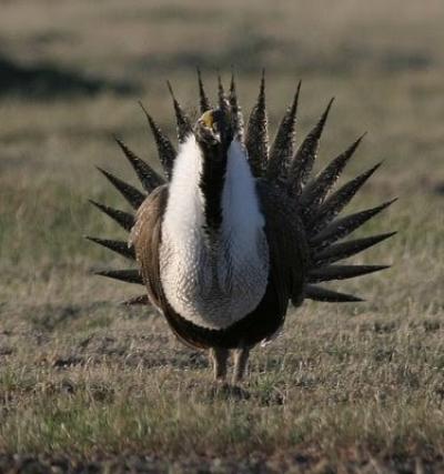 Picture of a Sage Grouse