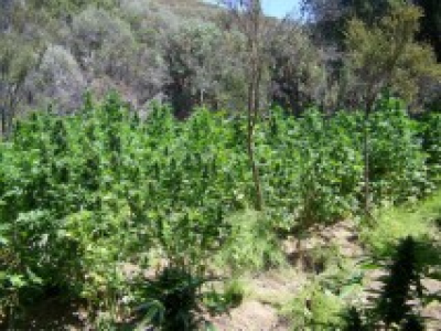2015 Marijuana Grow, Mono County