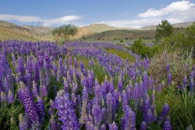 Photo of Lupine in a meadow