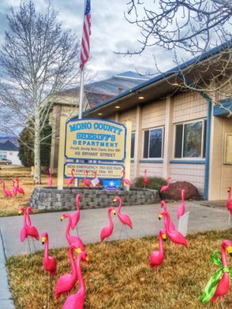 Flamingo Flocking Crew