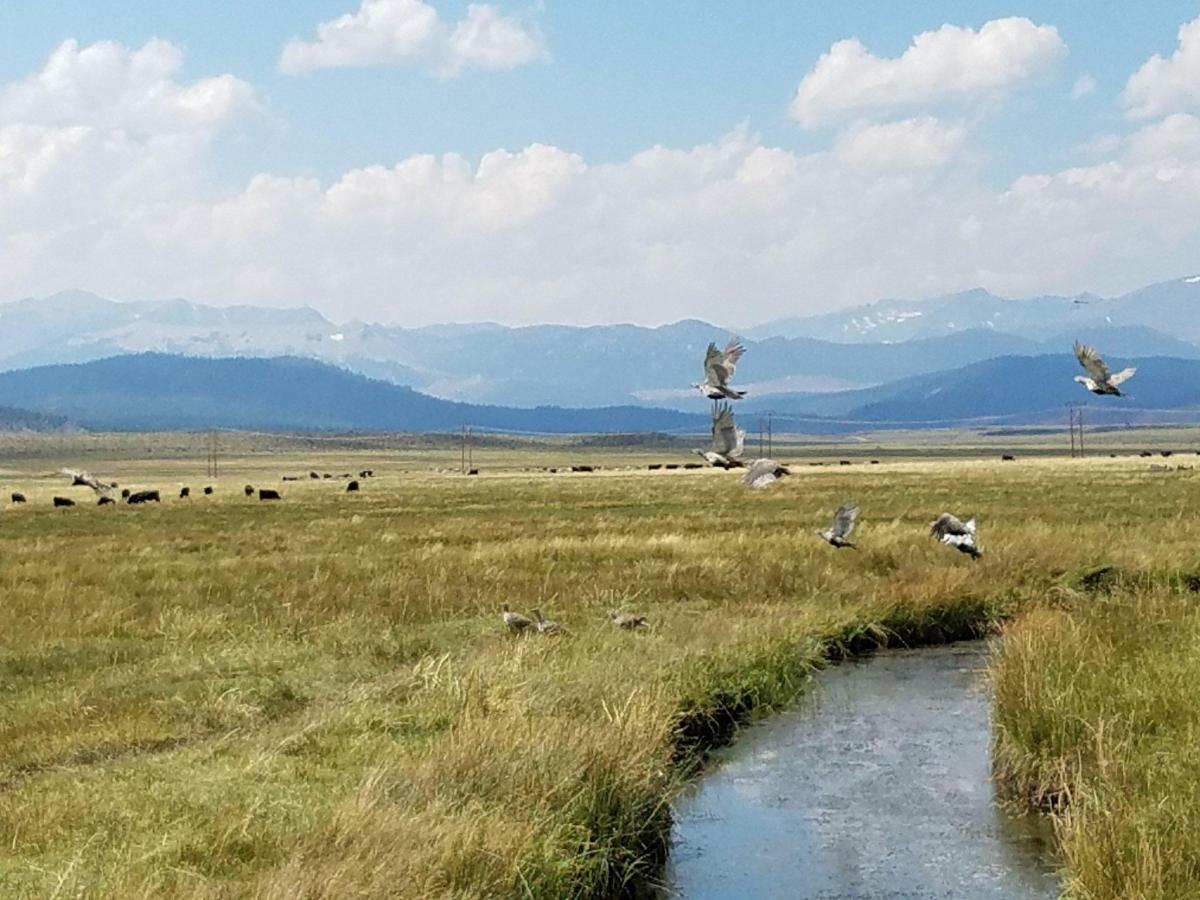 Sage Grouse and Grazing in Mono County